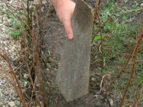 10. Egy kéz egy faékkel döngöli a talajt a frissen ültetett tövek között.