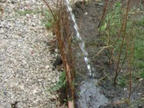 11. Frissen ültetett tövekre vizet locsolnak egy csővel.