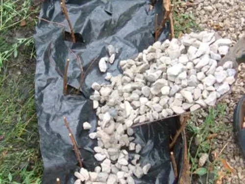15. Fehér zúzalék követ szórnak egy lapáttal a beültetett, lefóliázott sövény tövek közé.