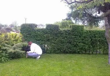 Lépcsősre nyírt élősövény-fal a hátsó kertben, előtte egy nő guggol és tisztogatja az egyik örökzöld bokrot.