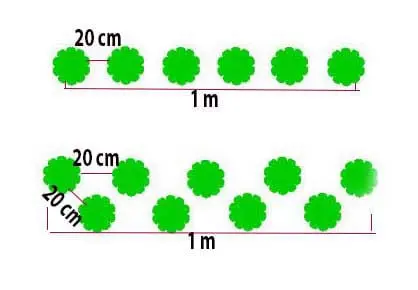 Két ábra mutatja az ültetés lehetőségeket, az első az egy soros 20 cm-ként egymástól, a második két sorba, cakkosan.